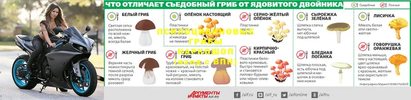 Галлюциногенные грибы Psilocybe  Белоярский 